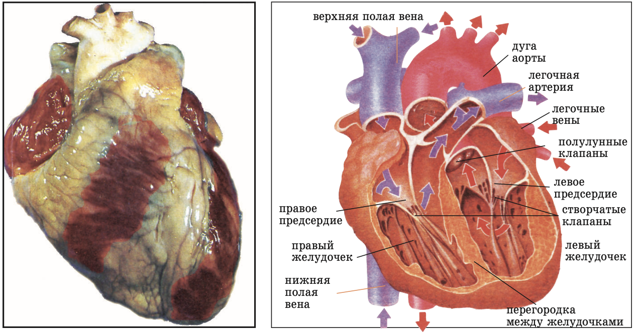 Строение сердца в разрезе. Сплошная перегородка сердца. Вырезка верхушки сердца. Строение сердца верхняя полая Вена.