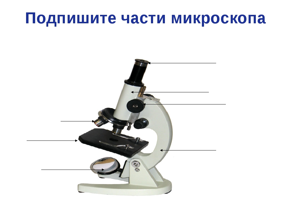 Цифровой микроскоп впр 5 класс биология ответы