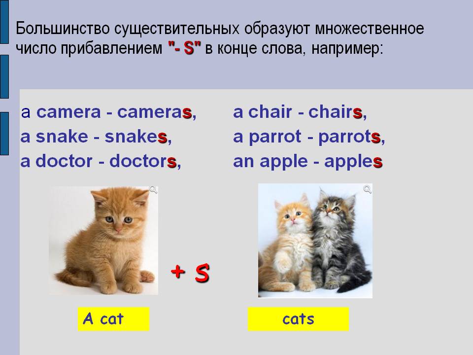 Пенал во множественном числе на английском