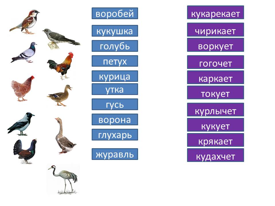 Голубь звуки и буквы. Звуки птиц. Звуки которые издают птицы. Птицы со звуком с в названии. Какие звуки издают разные птицы.