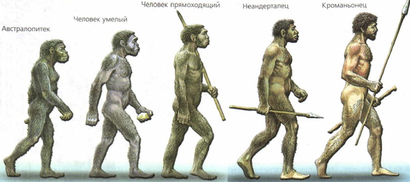 Прямой предок человека. Хомо сапиенс неандерталец кроманьонец. Хомосапиенс австралопитек Эволюция. Человек прямоходящий разумный неандерталец. Австралопитеки кроманьонцы и неандертальцы.
