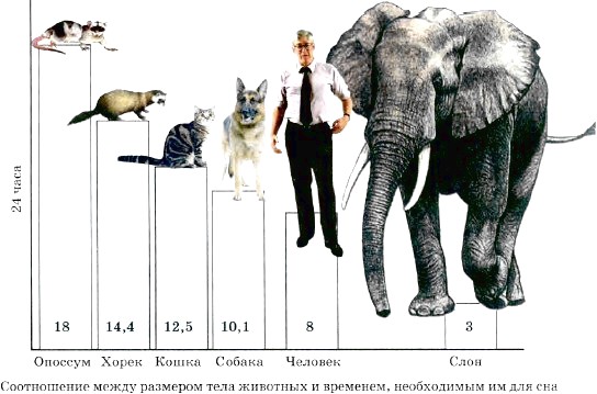 Как связаны плодовитость продолжительность жизни и размеры. Размеры животных. Рост животных. Сопоставление возраста человека и слона. Животные по сравнению с человеком.
