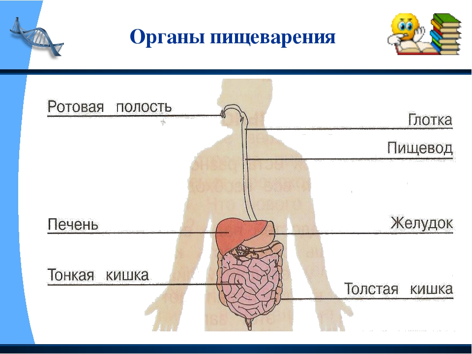 Организм человека презентация 1 класс