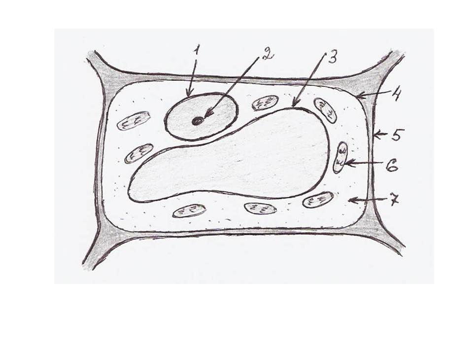 Рисунок растительной клетки с обозначениями 6. Строение растительной клетки 5 класс биология рисунок. Строение растительной клетки рисунок 5 класс. Биология 5 класс нарисовать растительную клетку. Строение растительной клетки схема 5 класс.