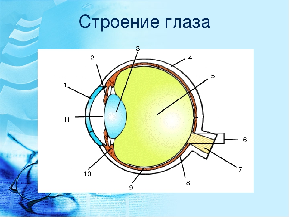 Глаз человека биология 8 класс. Строение глаза вид спереди. Строение глаза человека схема без подписей. Строение глаза человека схема. Внутреннее строение глаза анатомия.