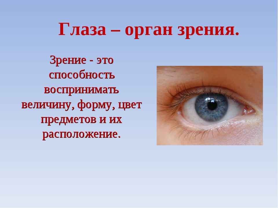 Глаза окружающим. Органы чувств глаза. Орган зрения. Органы зрения глаза человека. Орган зрения презентация.