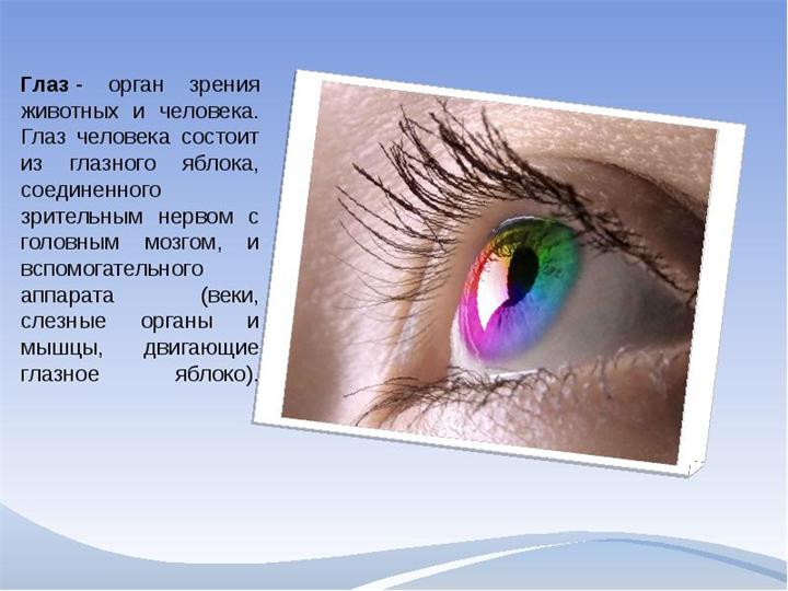 История глазок. Глаза орган зрения. Сообщение о глазах. Орган зрения кратко. Органы чувств глаза.