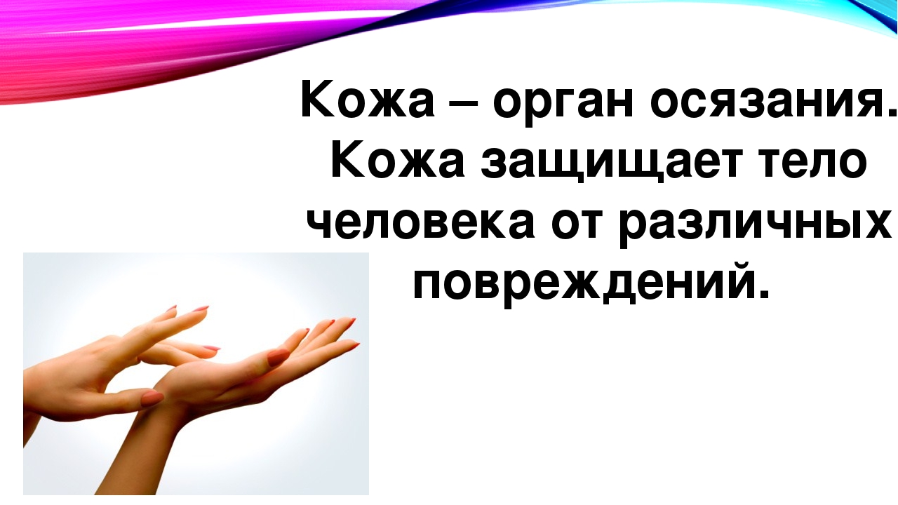 Кожа это орган. Кожа как орган осязания. Кожа орган осязания 3 класс. Кожа это орган человека защищает. Кожа орган осязания 1 класс.