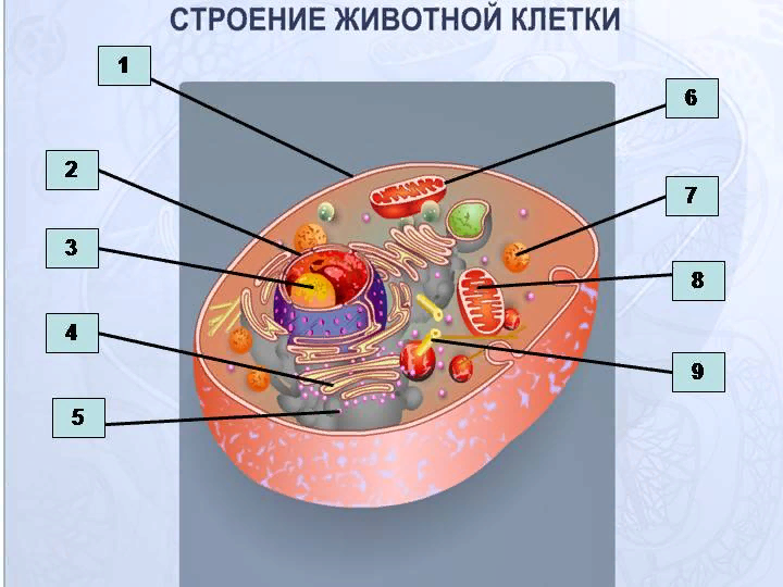 8.Вакуолярный аппарат растительных клеток, компоненты, особенности организации и