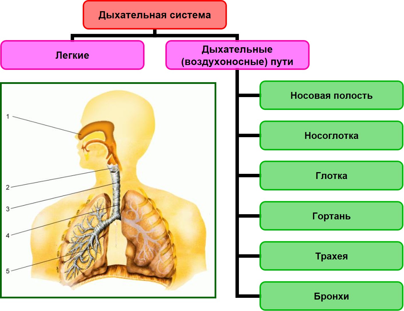 Класс биология дыхание. Строение и функции органов дыхания 8 класс биология. Строение дыхательной и пищеварительной системы человека схема. Строение дыхательной системы человека биология 8 класс. Дыхательная система органов дыхания биология 8 класс.