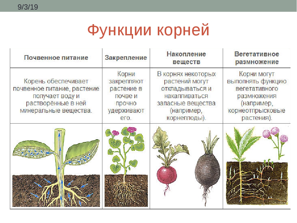 Какие функции выполняют корни растений 6 класс. Функции корня биология. Функции корневища у растений. Корень выполняет функцию. 3 Функции корня.
