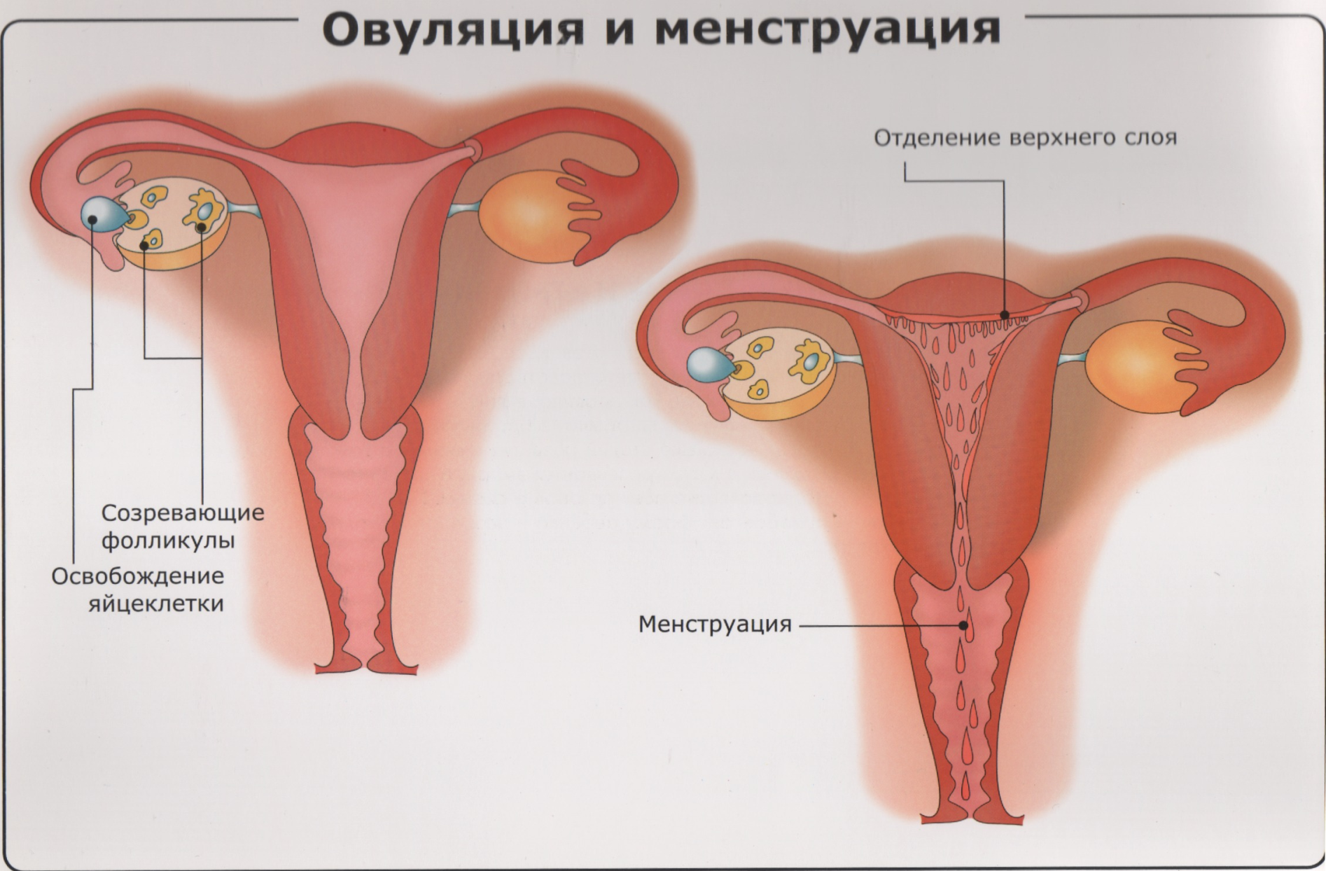 Овуляция и менструация