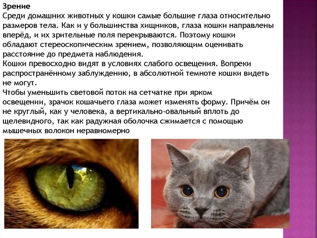 Как видят коты. Зрение кошек. Кошки различают цвета. Как видят кошки. Зрение глазами кошки.