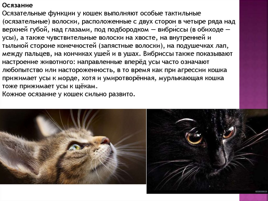 Функция осязания выполняют. Осязание у кошек. осязательные функции у кошек. органы осязания у кошек. вибриссы функции.