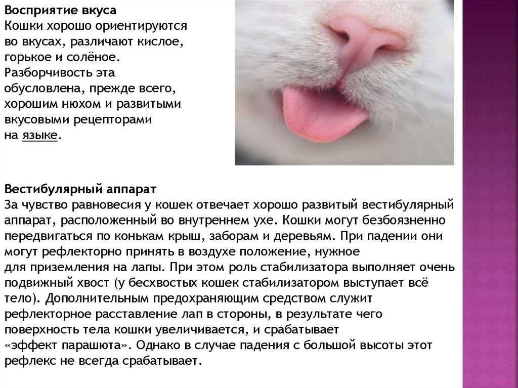 Вкусовые рецепторы у кошек. Весели кот. Чувствую. Кошки не чувствуют сладкого вкуса. Ощущают ли кошки вкус еды.