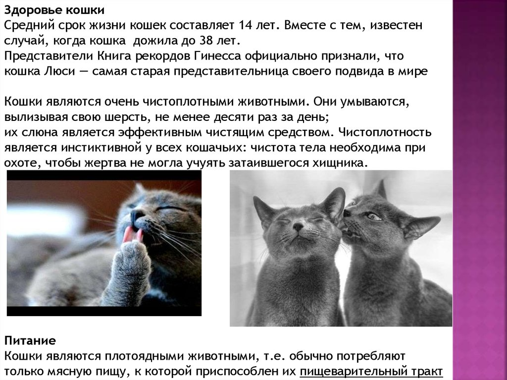 Сколько лет жизни у кошек. Продолжительность жизни кошек. Средняя Продолжительность жизни кошек. Жизнь кошек. Средний срок жизни домашней кошки.