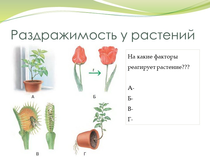 Движение растений 5 класс. Движение растений. Раздражимость у растений. Типы движения растений. Раздражимость у растений в биологии.
