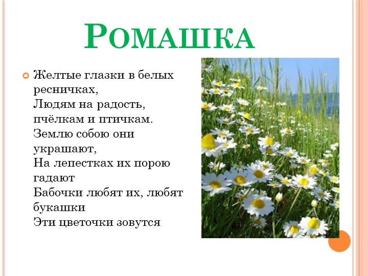 Детский стих про цветы. Стих про ромашку. стихи про растения. стихотворение о растении. детский стишок про ромашку.