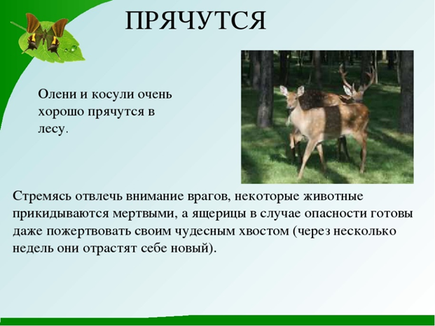 Как защищаются животные. Животные которые защищаются от врагов. Способы защиты животных от врагов. Как животные спасаются от врагов подготовительная группа.