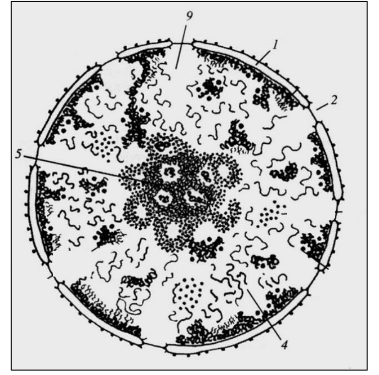 Строение ядра клетки рисунок. Строение ядра хроматин. Строение клеточного ядра рисунок. Ультраструктура ядра клетки.