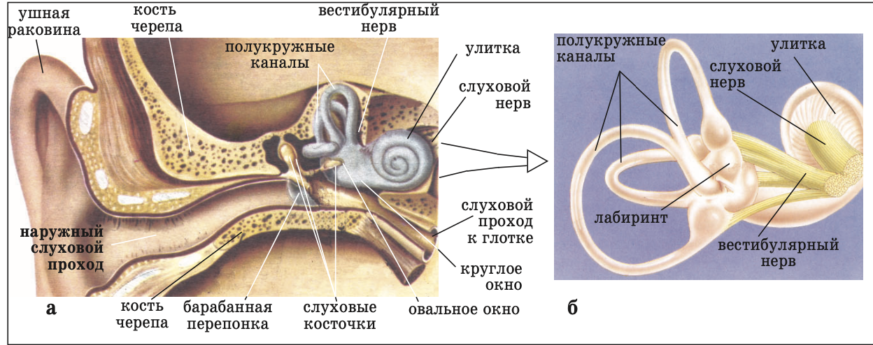 Строение уха рис 139. Строение органа слуха. Давление на барабанную перепонку. Строение слухового аппарата человека.