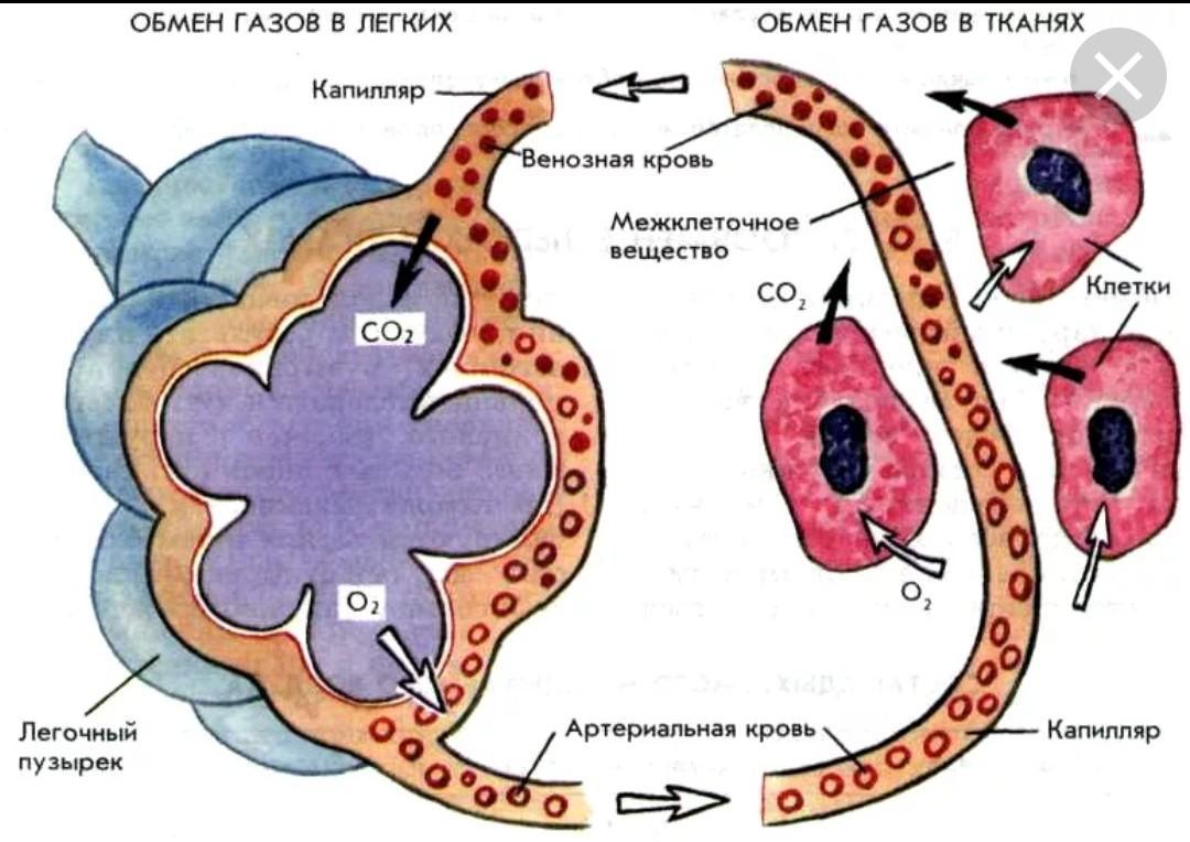 Через какие стенки осуществляется газообмен