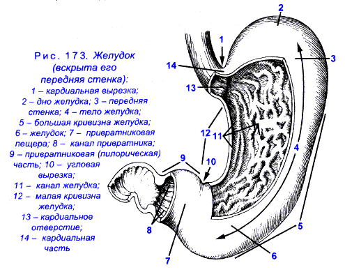 Внутреннее строение желудка. Схема строения стенки желудка. Строение желудка вид спереди. Строение желудка человека анатомия схема. Задняя стенка желудка анатомия.